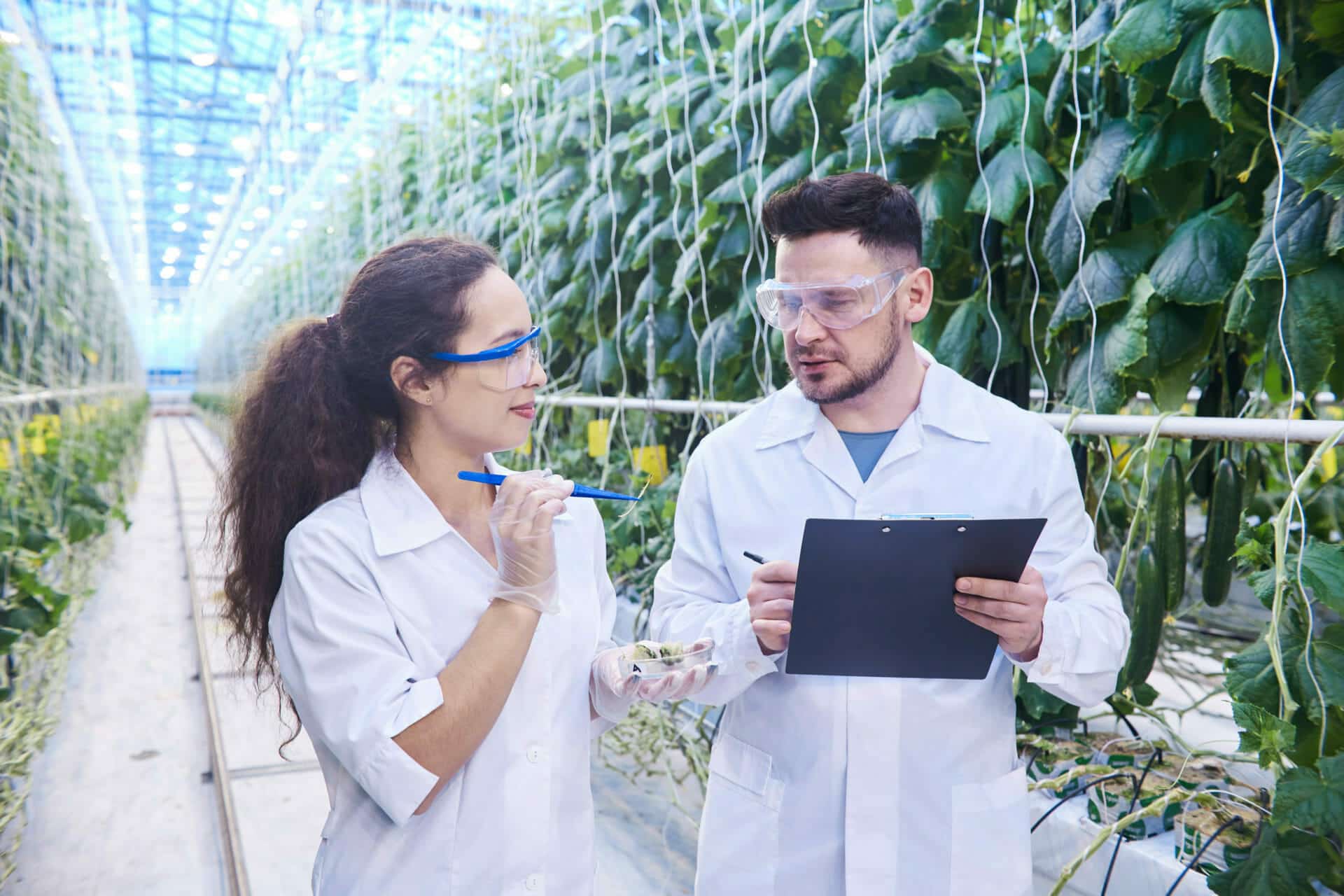 Agricultural Engineers in Plantation